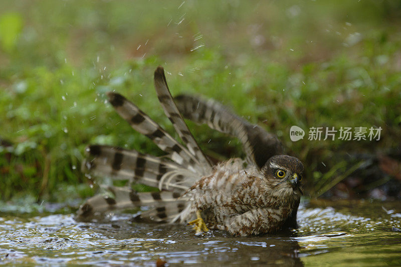 欧亚雀鹰(学名:Accipiter nisus)